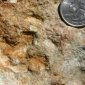 Baby Dinosaur Prints Found Within the City