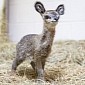 Baby Dwarf Antelope Thriving at Chicago's Lincoln Park Zoo
