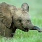 Baby Elephant Finally Escapes Abuses