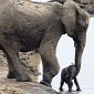 Baby Elephant Gets Stuck in Mud, Is Rescued by Its Mom