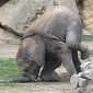 Baby Elephant Trips and Lands on His Trunk [Photos]