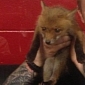 Baby Fox Rescued by Firefighters