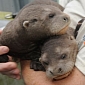 Baby Giant Otters Thriving at Zoo Miami in the US
