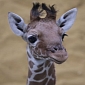 Baby Giraffe at Whipsnade Zoo Stands Nearly 6 Feet (1.83 Meters) Tall