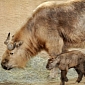 Baby Goat-Antelope Born at the Los Angeles Zoo and Botanical Gardens