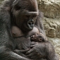 Baby Gorilla Born at Buffalo Zoo in the US
