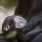 Baby Gorilla Born at Wildlife Park in Spain