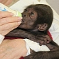 Baby Gorilla Raised by Humans Thriving at Cincinnati Zoo