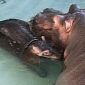 Baby Hippo Goes for a Swim at Whipsnade Zoo in the UK