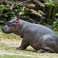 Baby Hippo Is Born at Zoo in Switzerland