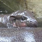Baby Hippo at UK's Marwell Zoo Enjoys Its First Swim