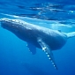 Baby Humpback Whale Beaches in Hawaii, Dies Shortly After