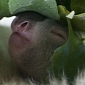 Baby Koala Makes Its Public Debut at Edinburgh Zoo