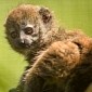 Baby Lemur Makes Its Debut at Zoo in the UK