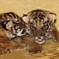 Baby Malayan Tigers Open Their Eyes, Take Their First Steps