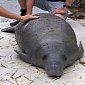 Baby Manatee Rescued After Being Hit by a Boat