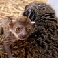 Baby Mongoose Lemur Thriving at Wildlife Center in Florida, US