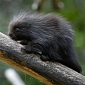 Baby North American Porcupine at Vienna Zoo Is Growing Stronger Every Day