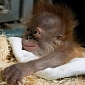 Baby Orangutan Born Through C-Section Is Reunited with Its Mom