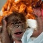 Baby Orangutan Born Through C-Section at Zoo in the US