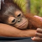 Baby Orangutan Rescued After Plantation Worker Hacked Off His Fingers