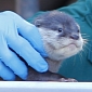 Baby Otters Make Their Public Debut at Zoo in Western Australia