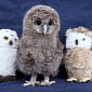 Baby Owl Gets New Family of Fluffy Stuffed Toys