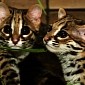 Baby Palawan Bengal Cats Now Call Zoo Berlin Their Home