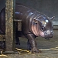 Baby Pygmy Hippo Thriving at Bristol Zoo Gardens in the UK