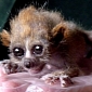 Baby Slow Loris Is Probably the Creepiest Thing You've Seen All Day