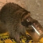 Baby Raccoon Gets Its Head Stuck in a Jar, Is Rescued by a Firefighter