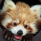 Baby Red Panda Bears Come Out to Greet the Public