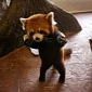 Baby Red Panda Gets Taken by Surprise, Can't Hold Its Ground – Video