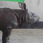 Baby Rhino Struggles to Survive After His Mother Is Killed by Poachers