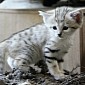 Baby Sand Cats at Zoo Brno Are Cute as a Button