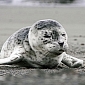 Baby Seal Wanders into Traffic in Carson