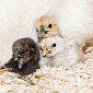 Baby Silkie Chickens Hatch at Zoo Basel in Switzerland