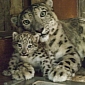 Baby Snow Leopard Named Misha Makes Her Public Debut at the Denver Zoo