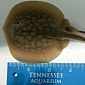 Baby Stingray Thriving at Tennessee Aquarium