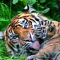Baby Sumatran Tigers at Chester Zoo Make Their First Public Appearance