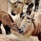 Baby Takin Now on Display at Los Angeles Zoo and Botanical Gardens