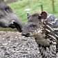 Baby Tapir Now Thriving Thanks to Mouth-to-Mouth Resuscitation