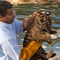 Baby Tigers Pass Swimming Test with Flying Colors