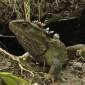 Baby Tuatara Sighted First Time in Two Centuries