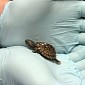 Baby Turtles Rescued from Traffickers Hoping to Sell Their Meat