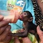 Baby White-Faced Saki Monkey Born at Zoo Miami in the US