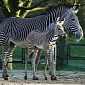 Baby Zebra Explores the Great Outdoor for the First Time Ever