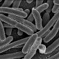 Bacteria Can Prioritize Certain Cellular Repairs