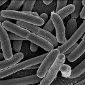 Bacteria Group Gets New 'Tree of Life'