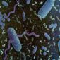 Bacteria Have Their Own Immune System